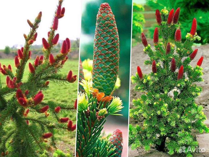 Ель с цветным приростом (читайте описание)