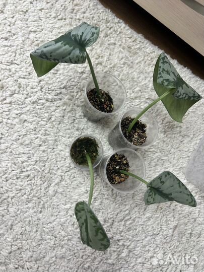 Сциндапсус треби