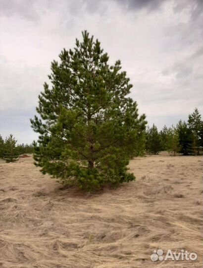 Сосна обыкновенная