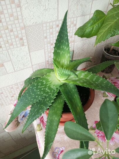 Комнатные цветы