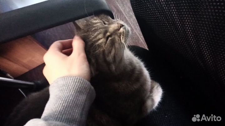 Присмотрю за вашим питомцем