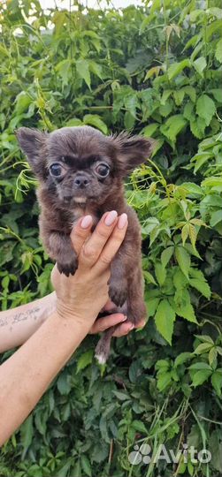 Чихуахуа супер мини