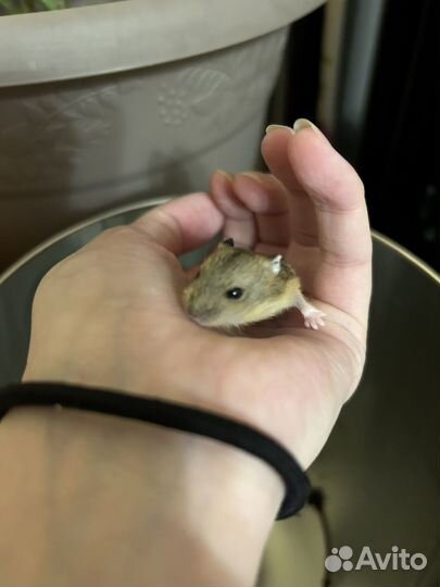 Джунгарский хомяк