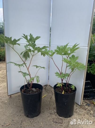 Пионы саженцы