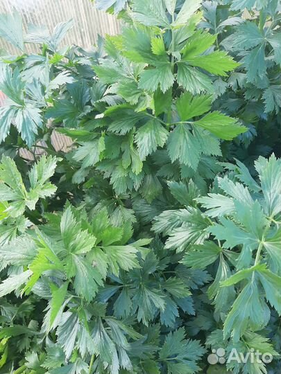 Петрушка, сельдерей