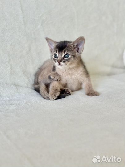 Абиссинские котята