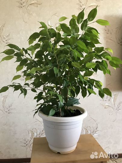 Фикус Бенджамина