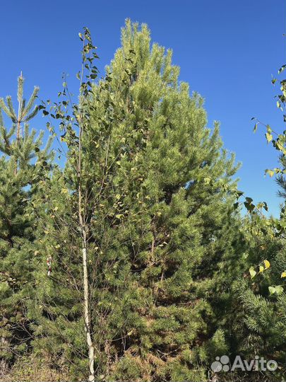 Сосна обыкновенная