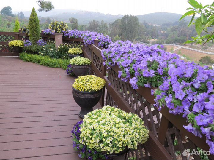 Вегетативная петуния, черенки и рассада