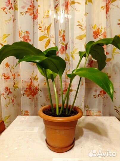 Комнатные цветы