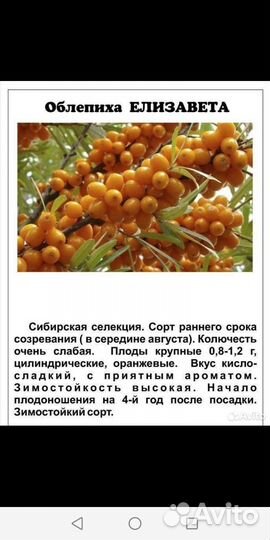 Флоксы многолетние(разные цвета), лилейник