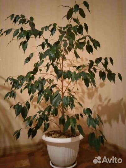 Фикус бенджамина