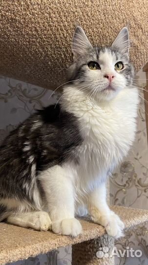 Мейн-кун девочки