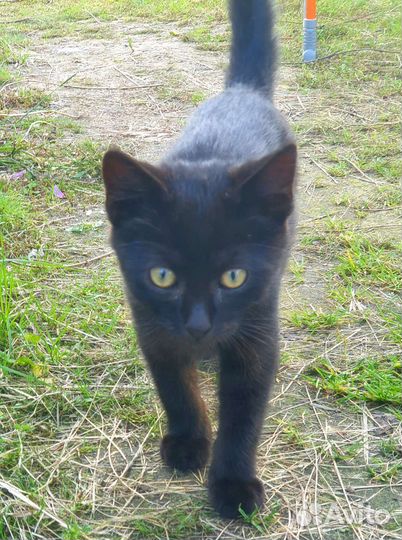 Спасён котенок. В добрые руки