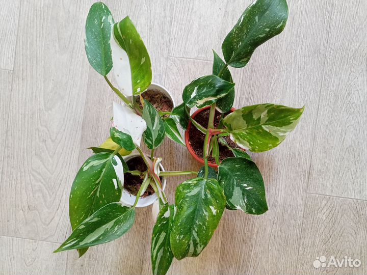 Домашние растения цветы