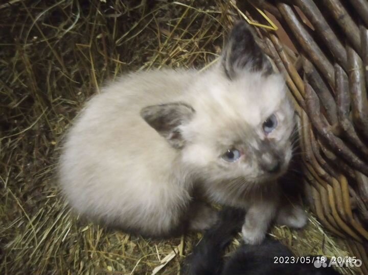 Кошечки сиамские