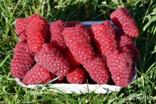 Саженцы малины сорт Маравилла