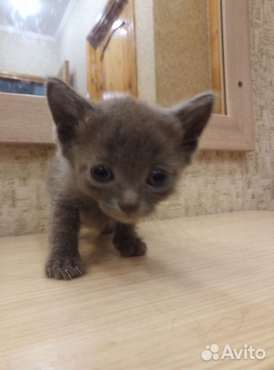 Домашний котёнок