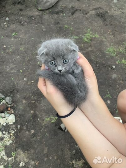 Вислоухие котята бесплатно