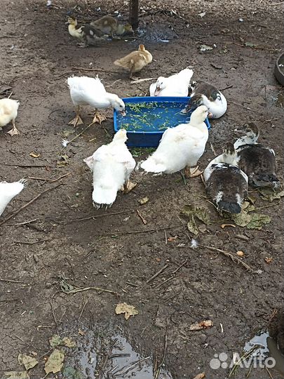 Домашние индоутки