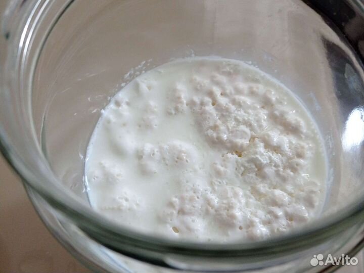 Тибетский кефирный молочный гриб