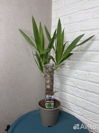 Юкка пальма 1 ствол комнатные цветы