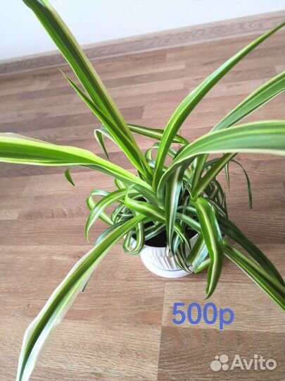 Хамедорея, Сингониум, хлорофитумы