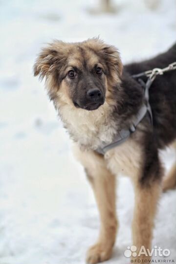 Метис длинношёрстной овчарки