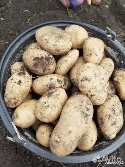 Продам картофель Ладошка, Жуковская