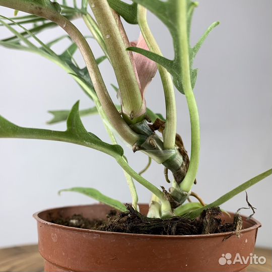 Филодендрон Тортум