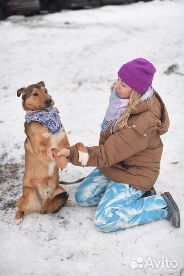 Верный друг в добрые руки