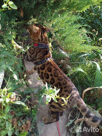 Бенгальский кот на вязку