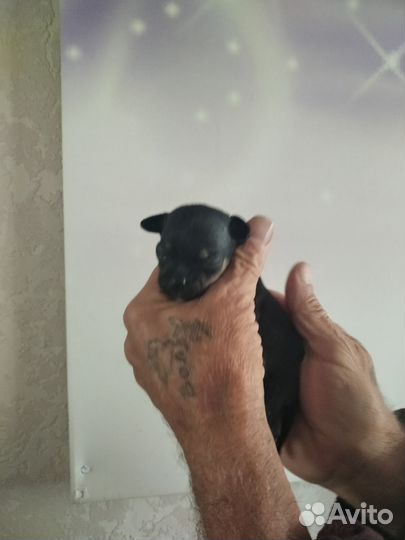 Мини той-терьер щенки