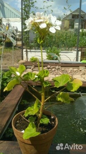 Герань пеларгония разная