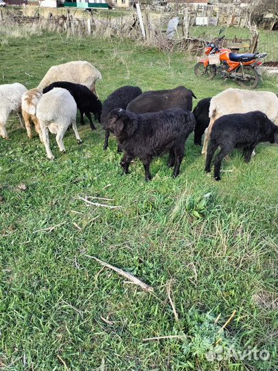 Овцы бараны