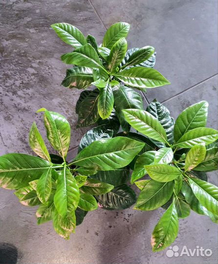 Гардения жасминовидная