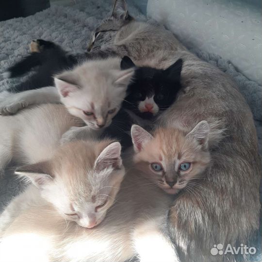 Котята в добрые руки