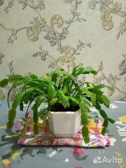 Декабрист розовый