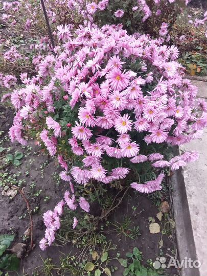 Каменная роза, хризантем, садовая ромашка крупная