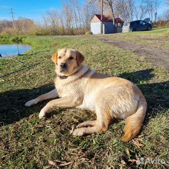 Вязка собак лабрадор