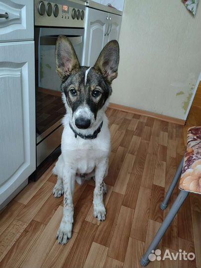 Щенок в добрые руки