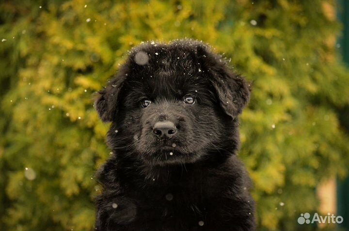 Немецкие овчарки щеночки