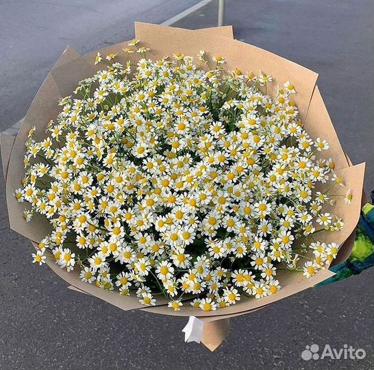 Цветы ромашки