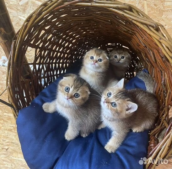 Породистые шотландские котята