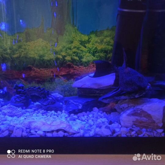 Аквариум