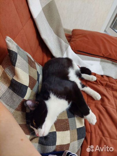 Кошка в ответственные руки