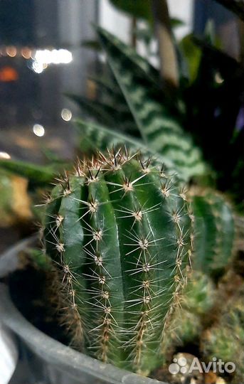 Кактус эхинопсис собираются цвести