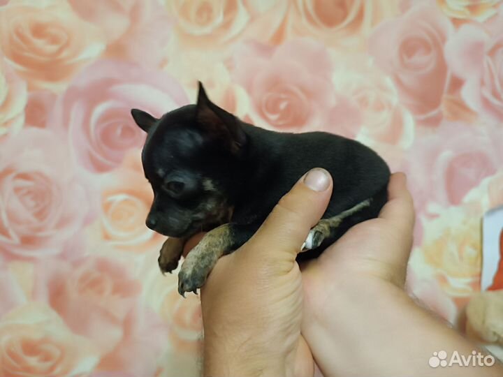 Чихуахуа мини