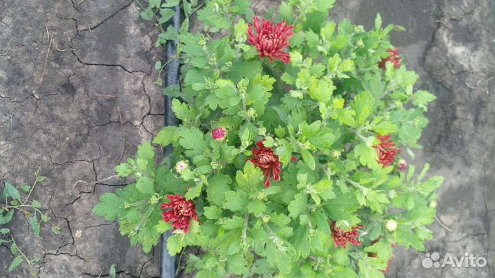 Уличные растения