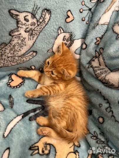 Котята в добрые руки 5 недель мальчики